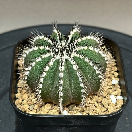 ユーベルマニアペクチニフェラ | STORES