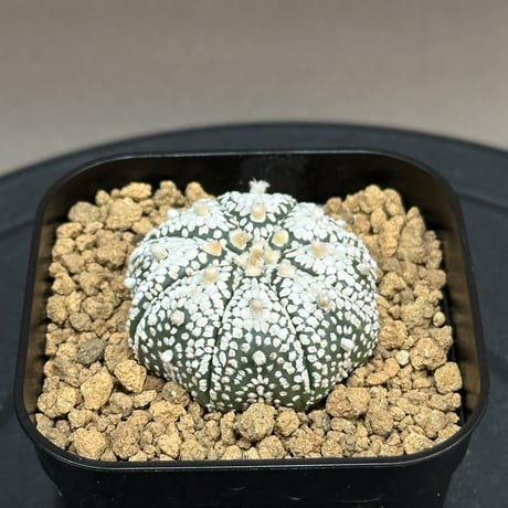 ミラクル兜 | STORES