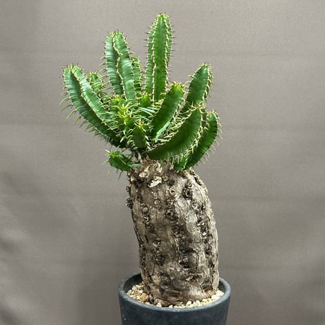 ムランジーナ | STORES