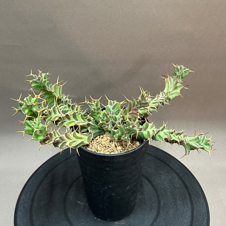 ユーフォルビアクラビゲラ | STORES