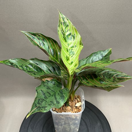 アグラオネマ | STORES