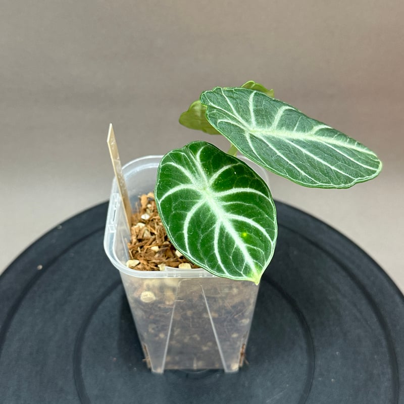 Alocasia Reginula 'Ninja' アロカシア ニンジャ ねこチップ ネガミエ