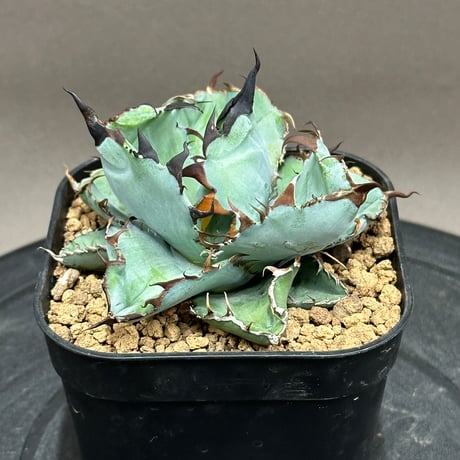 アガベbb | STORES