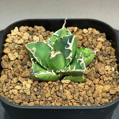 アガベsad | STORES