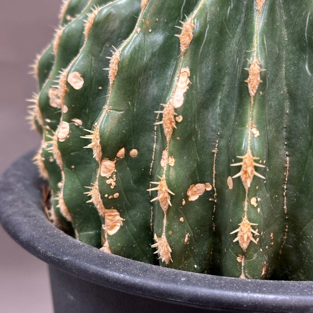 Echinocactus grusonii エキノカクタス グルソニー 金鯱 棘無金鯱