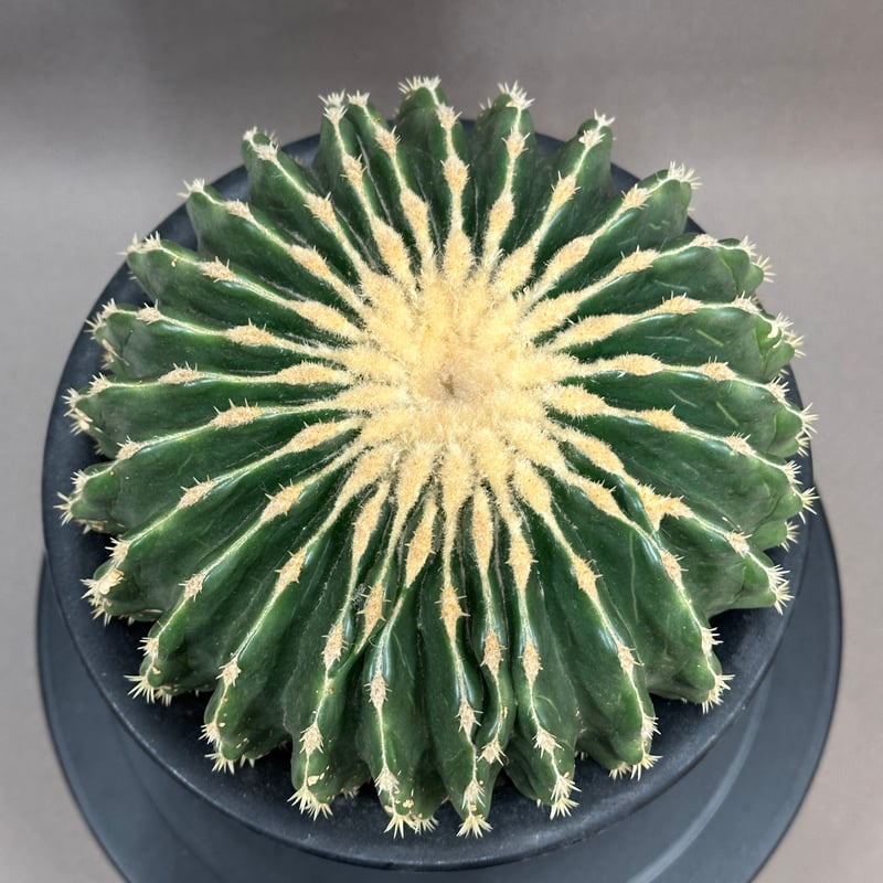 Echinocactus grusonii エキノカクタス グルソニー 金鯱 棘無金鯱