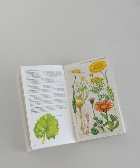 Coffee Table Book