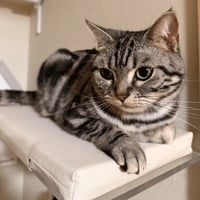 【 CATROAD+ 】 ねころびクッション（350mm）