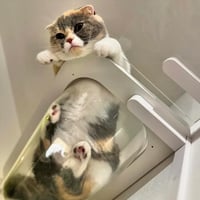 CATROAD+ キャットバス