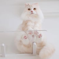 CATROAD+ ワイドステップ　3枚セット 450mm