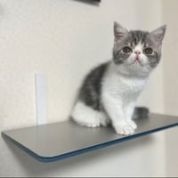 【 CATROAD 】＋ クールカバー キャットステップ専用