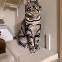 【 CATROAD+ 】 ねころびクッション（450mm）