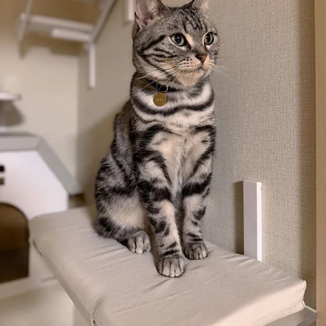 【 CATROAD+ 】 ねころびクッション（350mm）