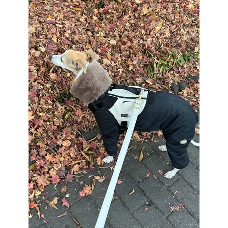 ウィペット | STORES