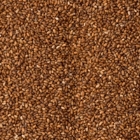 テフブラウン（TEFF BROWN）70g