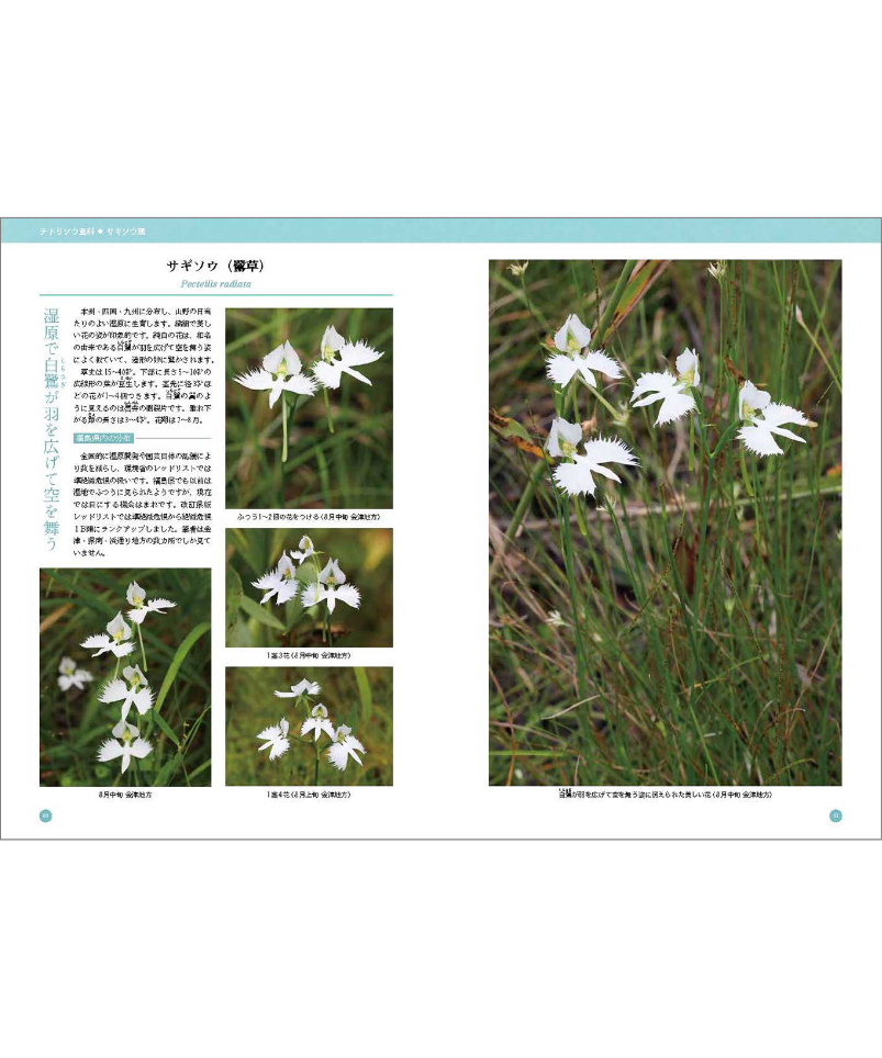 福島県の野生ラン | 福島県の野生ラン