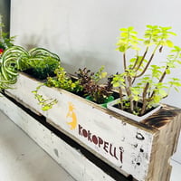 palette planter（KOKOPELLI）