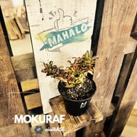 plant shelf (mahalo)