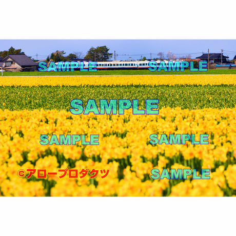 花畑です。 見頃の花畑へ行こう！】花の駅せら～花の名所レポート～ | 季節特集