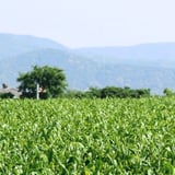 磯田園ネットショップ