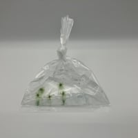 すじ青のり　生体5個