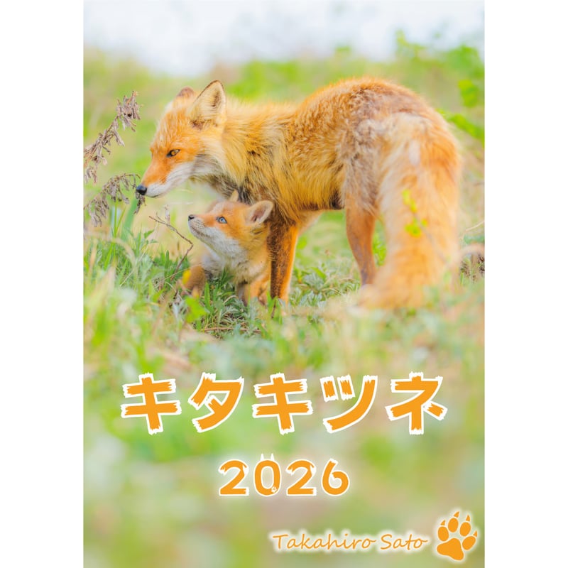 キツネページ キタキツネ』カレンダー (2026年 壁掛けA3) | きつねいろ