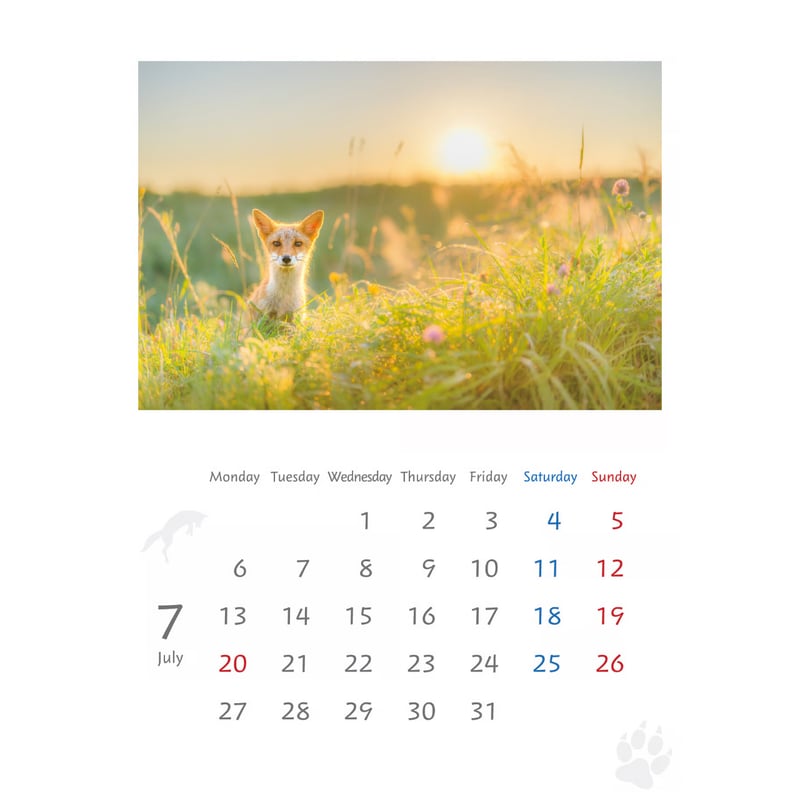 キタキツネ』カレンダー (2026年 壁掛けA3) | きつねいろ