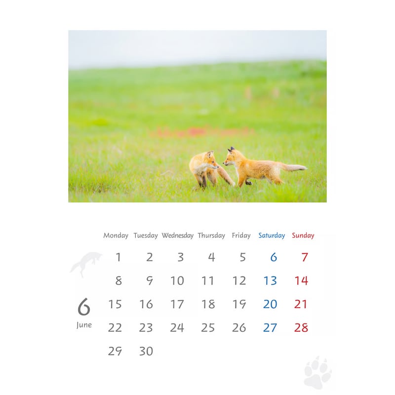 キタキツネ』カレンダー (2026年 壁掛けA3) | きつねいろ