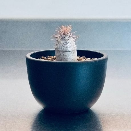 パキポディウムグラキリス | STORES