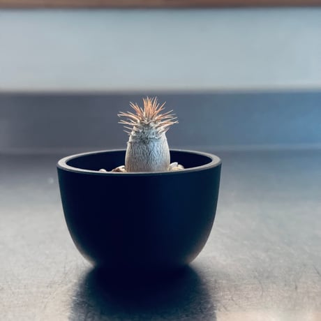 パキポディウムグラキリス | STORES