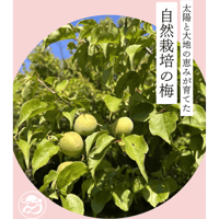 【販売終了】【青梅〜黄梅】ゆうのうえんの自然栽培梅1kg〜