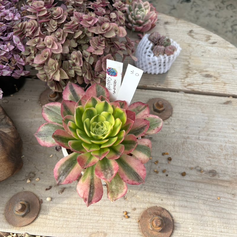 2026.2.22 現物30．アエオニウム Sea King | トロピカルガーデン