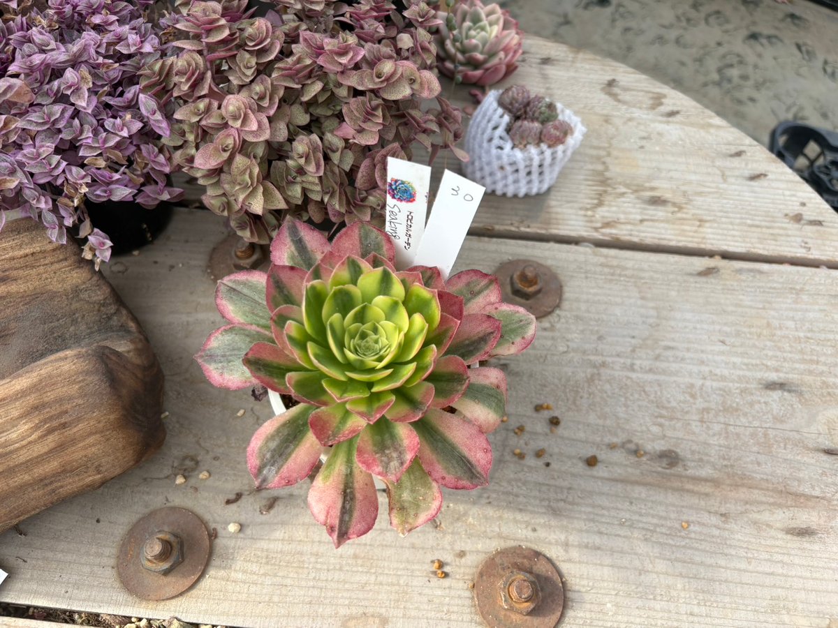 2026.2.22 現物30．アエオニウム Sea King | トロピカルガーデン