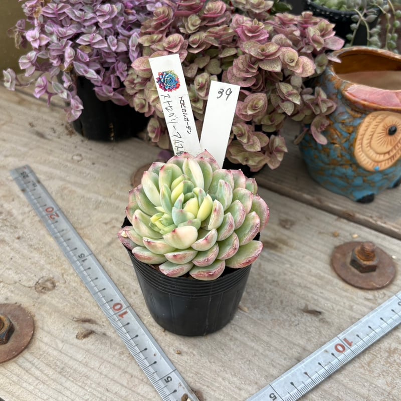 2026.2.8現物39．ストロベリーアイス錦 極上 | トロピカルガーデン