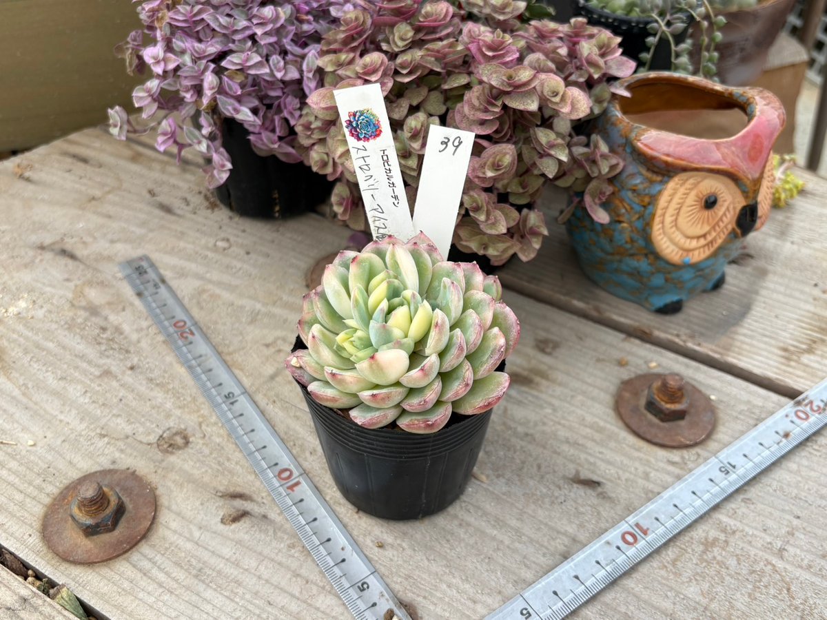 2026.2.8現物39．ストロベリーアイス錦 極上 | トロピカルガーデン