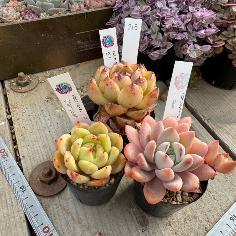 現物215. 3ポットセット | トロピカルガーデン