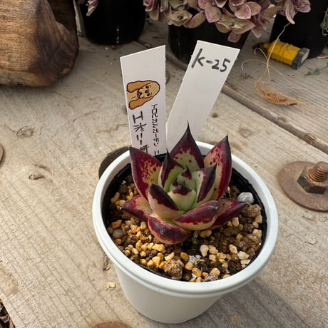 CATEGORY トロピカルガーデンオリジナル品種 | トロピカルガーデン