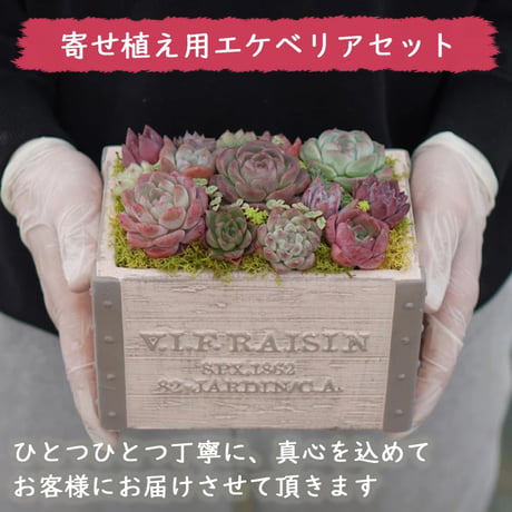 mini9　寄せ植えセットお任せ9苗セット