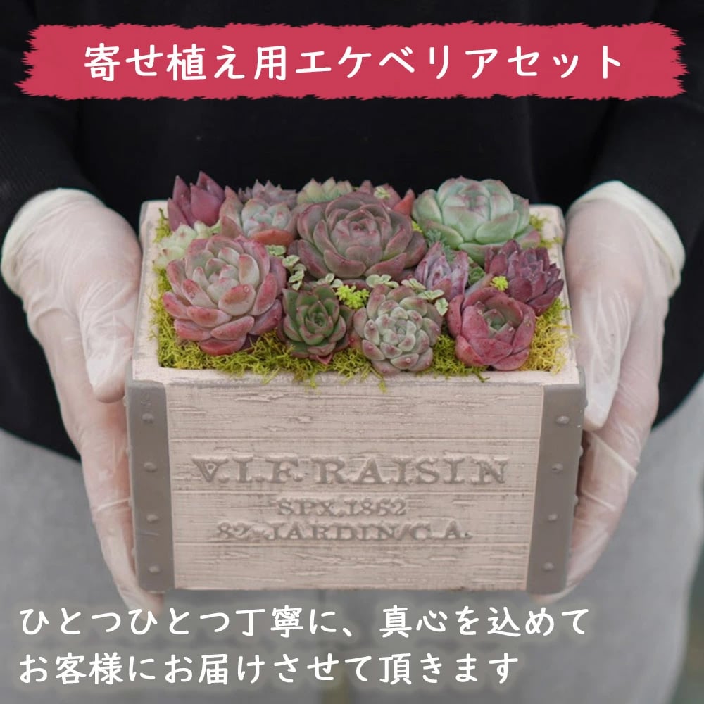 mini9 寄せ植えセットお任せ9苗セット | トロピカルガーデン