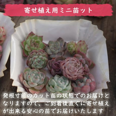 mini9　寄せ植えセットお任せ9苗セット