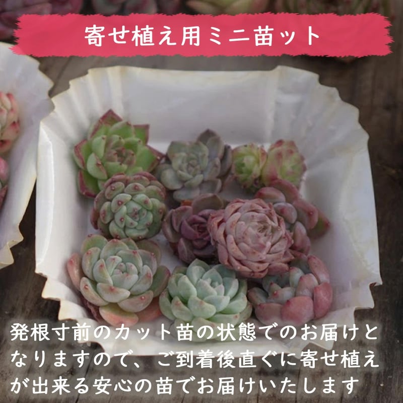 mini9 寄せ植えセットお任せ9苗セット | トロピカルガーデン