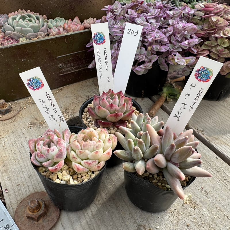 現物205. 3ポットセット | トロピカルガーデン