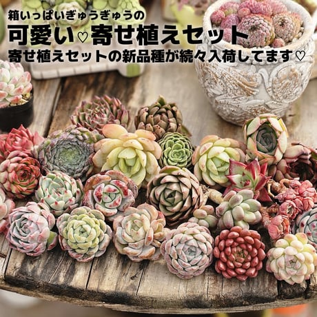 CATEGORY 寄せ植え用苗 | トロピカルガーデン