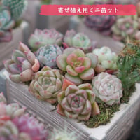 mini9　寄せ植えセットお任せ9苗セット