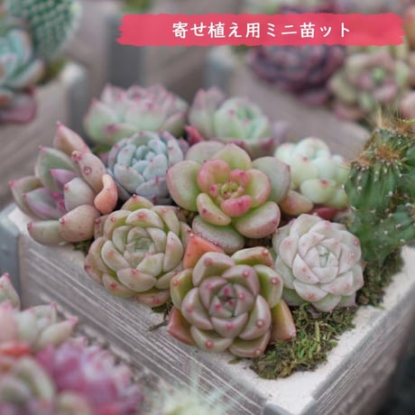 CATEGORY 寄せ植え用苗 | トロピカルガーデン