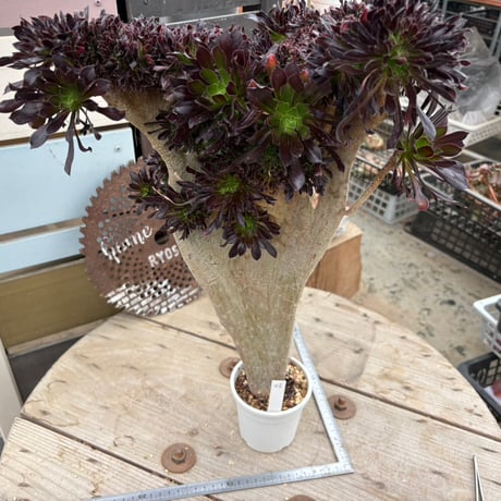 CATEGORY 現物品 | トロピカルガーデン