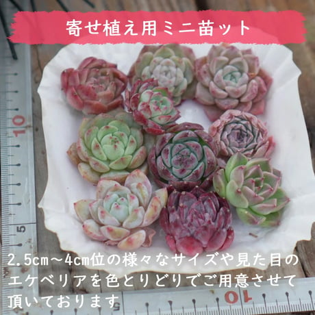 mini9　寄せ植えセットお任せ9苗セット