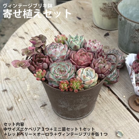 エケベリア | STORES