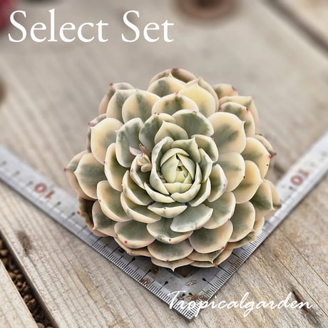 CATEGORY 多肉植物 | トロピカルガーデン