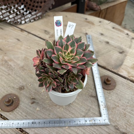 エケベリア | STORES